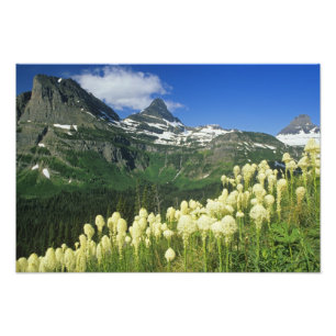 Beargrass bij Logan Pass in Gacier National Foto Afdruk