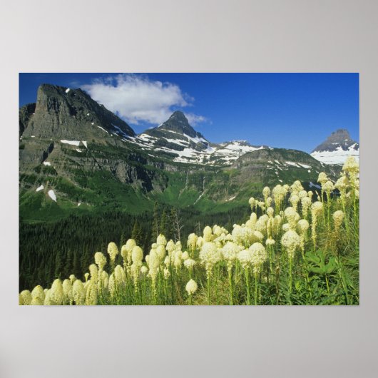 Beargrass bij Logan Pass in Gacier National Poster (Voorkant)
