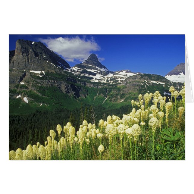 Beargrass bij Logan Pass in Glacier National Park (Voorkant Horizontaal)