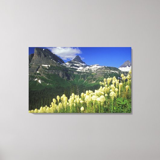 Beargrass bij Logan Pass in Glacier National Park Canvas Afdruk (Voorkant)