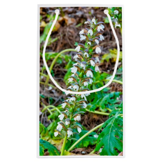 Bear's Breeches Klein Cadeauzakje (Achterkant)