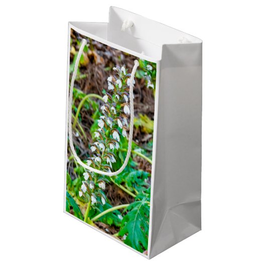 Bear's Breeches Klein Cadeauzakje (Achterkant Gekanteld)