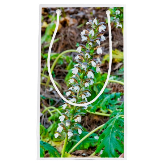 Bear's Breeches Klein Cadeauzakje (Voorkant)