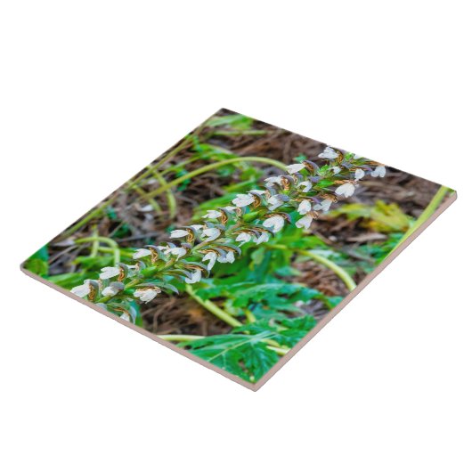 Bear's Breeches Tegeltje (Zijkant)