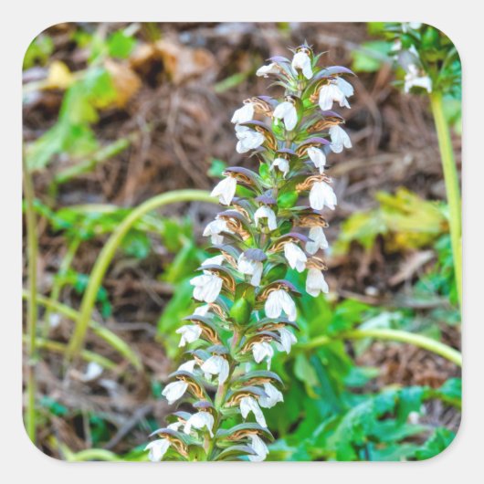 Bear's Breeches Vierkante Sticker (Voorkant)