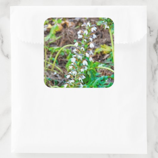 Bear's Breeches Vierkante Sticker (Tas)