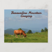 Bearwallow Mountain Koeien Blue Ridge Mountains NC Briefkaart (Voorkant)