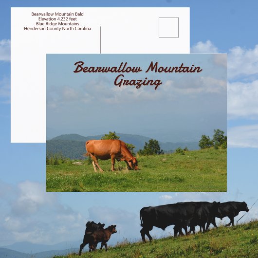 Bearwallow Mountain Koeien Blue Ridge Mountains NC Briefkaart