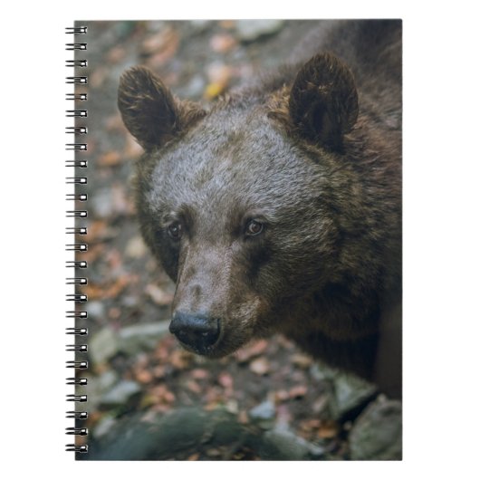 BEARY THOUGHTS NOTITIEBOEK (Voorkant)