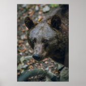 BEARY THOUGHTS POSTER (Voorkant)