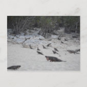 Beau Bahamas Briefkaart (Voorkant)