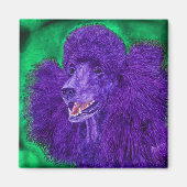 "Beau" - Poedelmagneet Magneet (Voorkant)