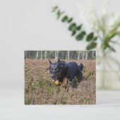 beauceron briefkaart (Staand voorkant)