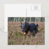 beauceron briefkaart (Voorkant / Achterkant)