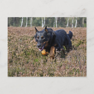 beauceron briefkaart