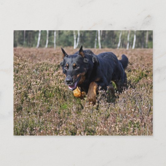 beauceron briefkaart (Voorkant)