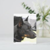 Beauceron Briefkaart (Staand voorkant)