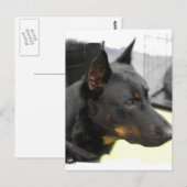 Beauceron Briefkaart (Voorkant / Achterkant)