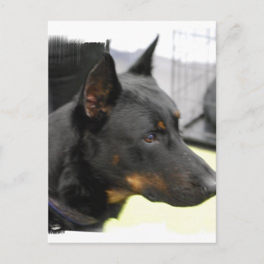Beauceron Briefkaart (Voorkant)