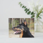 Beauceron Briefkaart (Staand voorkant)