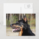 Beauceron Briefkaart (Voorkant / Achterkant)