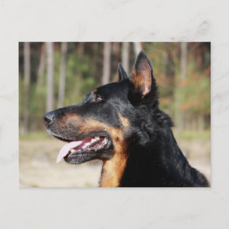 Beauceron Briefkaart