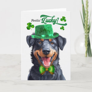 Beauceron Dog Feelin' Lucky St Patrick's Day Feestdagen Kaart