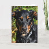 Beauceron Dog Portrait Kaart (Voorkant)