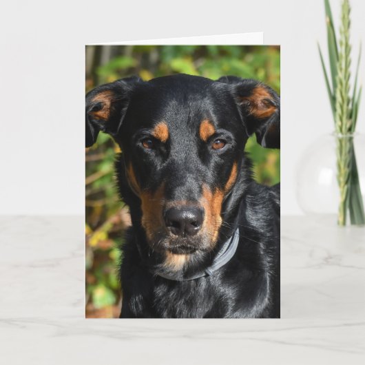 Beauceron Dog Portrait Kaart (Voorkant)