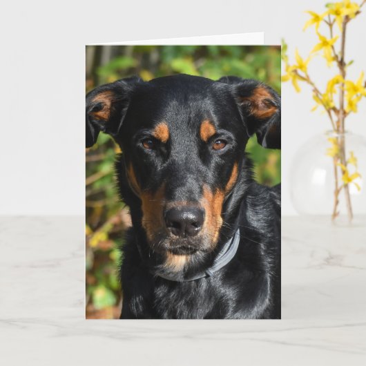 Beauceron Dog Portrait Kaart (Gele Bloem)