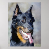 Beauceron Dog Portret Poster afdrukken (Voorkant)
