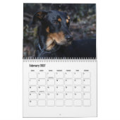 Beauceron-kalender Kalender (Feb 2027)