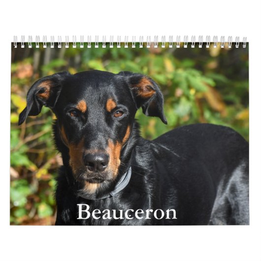 Beauceron-kalender Kalender (Hoes)