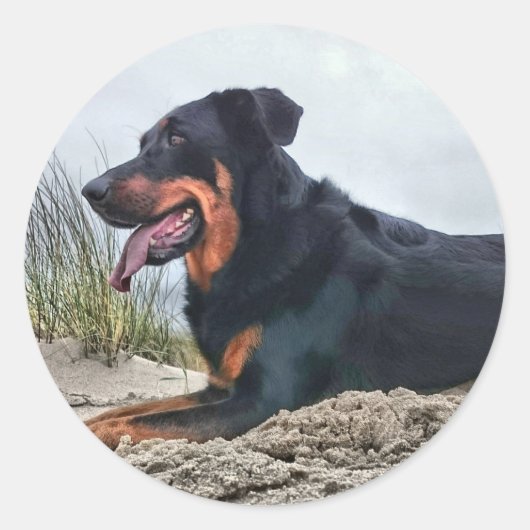 Beauceron Ronde Sticker (Voorkant)