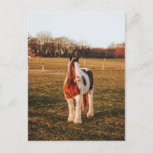 Beauely Brown Paint Draft Horse Foto