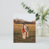 Beauely Brown Paint Draft Horse Foto Briefkaart (Staand voorkant)
