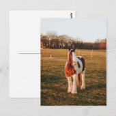 Beauely Brown Paint Draft Horse Foto Briefkaart (Voorkant / Achterkant)