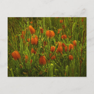 Beaufortia-Briefkaart Briefkaart