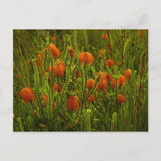 Beaufortia-Briefkaart Briefkaart (Voorkant)