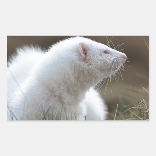 Beauful Albino Ferret Rechthoekige Sticker (Voorkant)