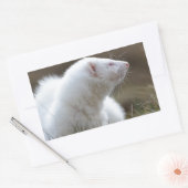 Beauful Albino Ferret Rechthoekige Sticker (Envelop)