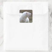 Beauful Albino Ferret Vierkante Sticker (Tas)