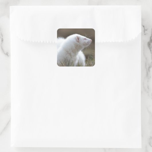 Beauful Albino Ferret Vierkante Sticker (Tas)