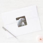 Beauful Albino Ferret Vierkante Sticker (Envelop)