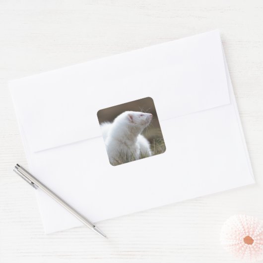 Beauful Albino Ferret Vierkante Sticker (Envelop)