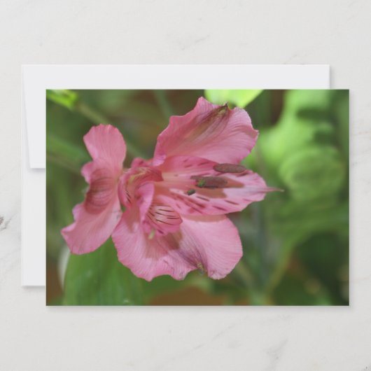 Beauful Alstroemeria Flower Invitation Kaart (Voorkant)