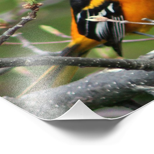 Beauful Baltimore Oriole Foto Afdruk (Hoek)