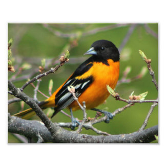 Beauful Baltimore Oriole Foto Afdruk