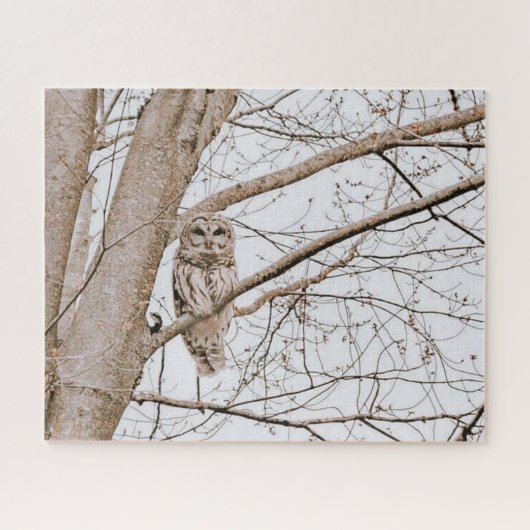 Beauful Barred Owl Michigan Bossen Audubon Legpuzzel (Horizontaal)