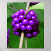 Beauful Beautyberry Print (Voorkant)